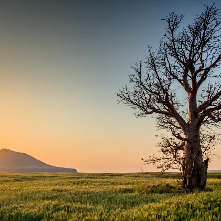 Serene sunset view of a lone tree in a lush field near Mandav, India.